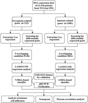 A Nomogram Integrating Ferroptosis- and Immune-Related Biomarkers for Prediction of Overall Survival in Lung Adenocarcinoma